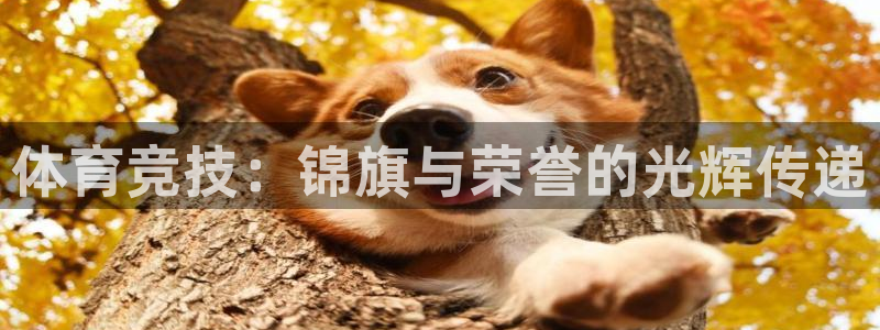风速体育nba免费直播