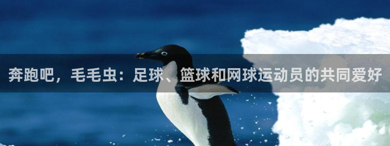 风速体育